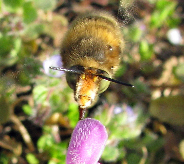 Anthophora sp.